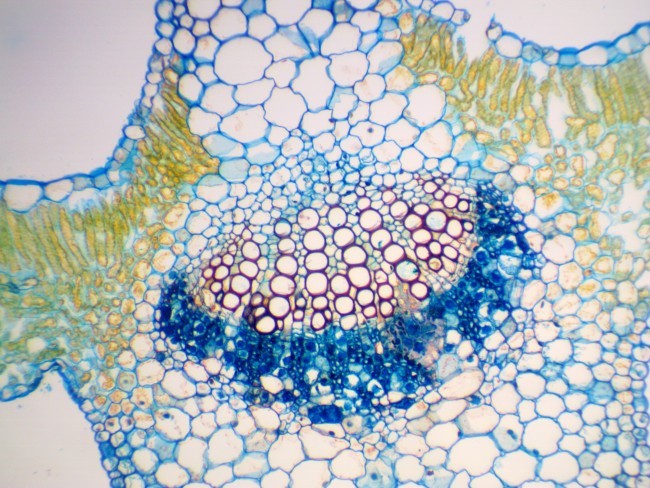 Видеоокуляр ToupCam UCMOS05100KPA