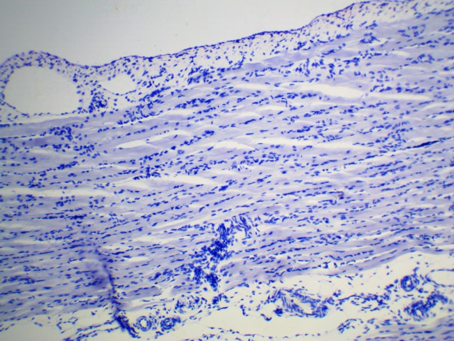Видеоокуляр ToupCam UCMOS05100KPA