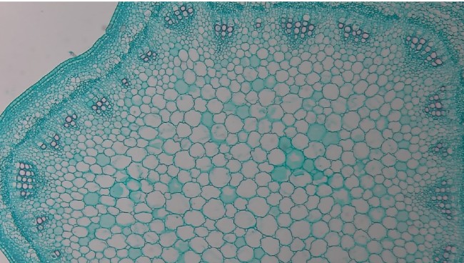 Видеоокуляр ToupCam XCAMLITE1080PA HDMI