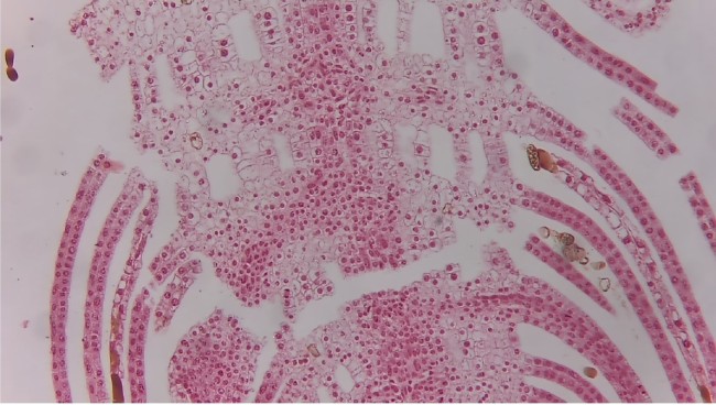 Видеоокуляр ToupCam XCAMLITE1080PA HDMI