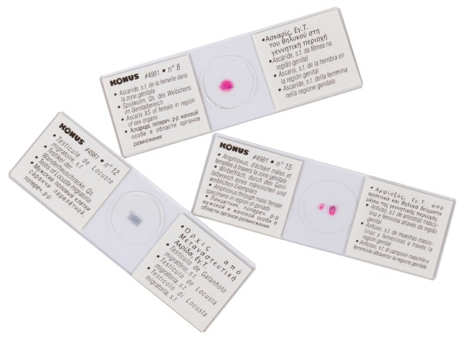 Набор микропрепаратов Konus 15: «Размножение беспозвоночных» Набор микропрепаратов Konus 15: «Размножение беспозвоночных»