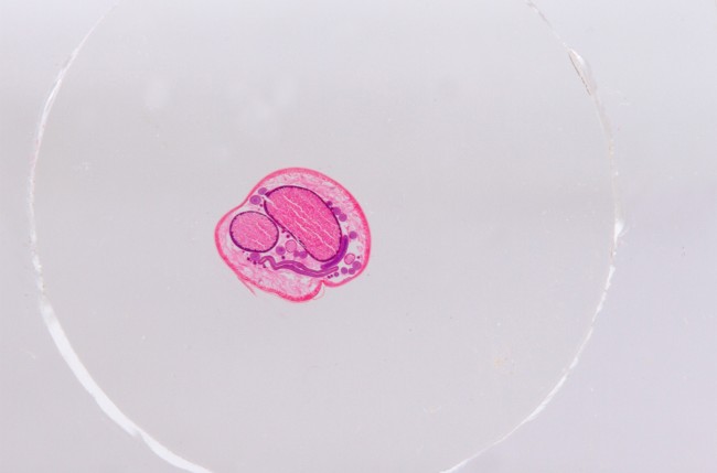 Набор микропрепаратов Konus 15: «Размножение беспозвоночных» Набор микропрепаратов Konus 15: «Размножение беспозвоночных»