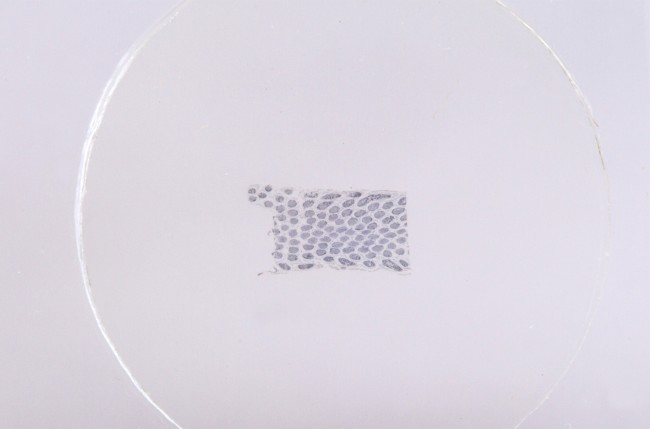 Набор микропрепаратов Konus 15: «Размножение беспозвоночных» Набор микропрепаратов Konus 15: «Размножение беспозвоночных»