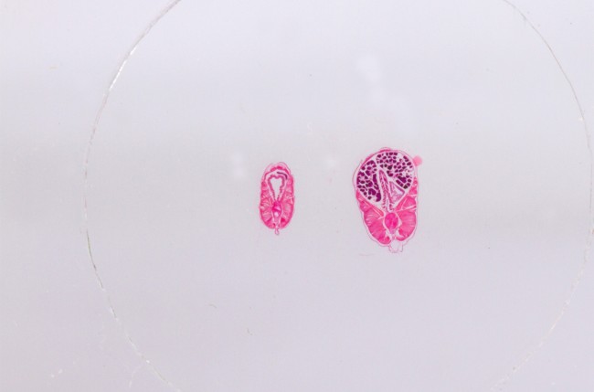 Набор микропрепаратов Konus 15: «Размножение беспозвоночных» Набор микропрепаратов Konus 15: «Размножение беспозвоночных»