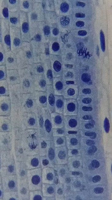 Микроскоп Bresser Erudit Basic 40–400x Микроскоп Bresser Erudit Basic 40–400x