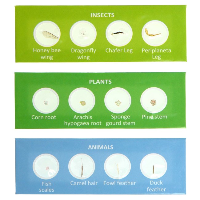 Набор микропрепаратов Микромед №24-2 Набор микропрепаратов Микромед №24-2
