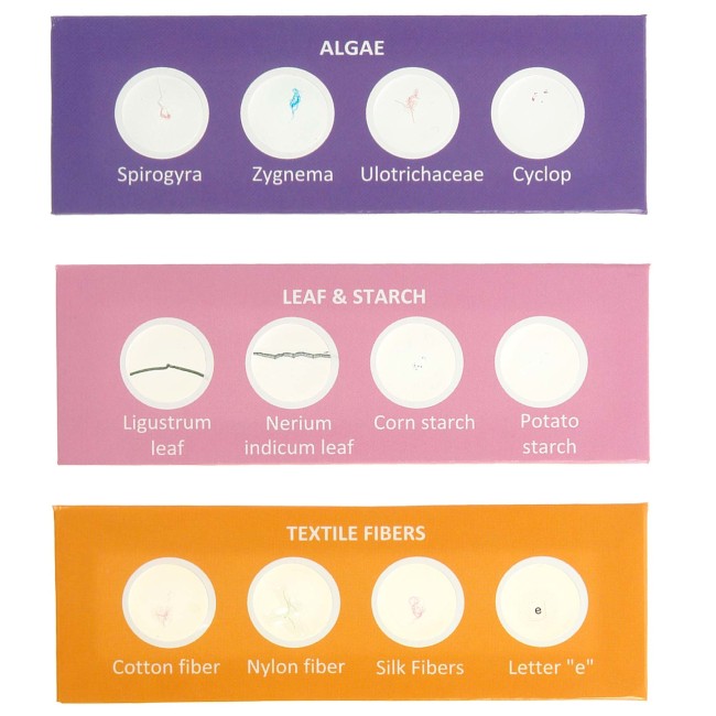 Набор микропрепаратов Микромед №24-2 Набор микропрепаратов Микромед №24-2