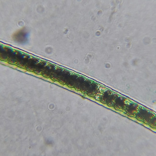 Микроскоп школьный Микромед Эврика Smart 40х-1280х в текстильном кейсе Микроскоп школьный Микромед Эврика Smart 40х-1280х в текстильном кейсе