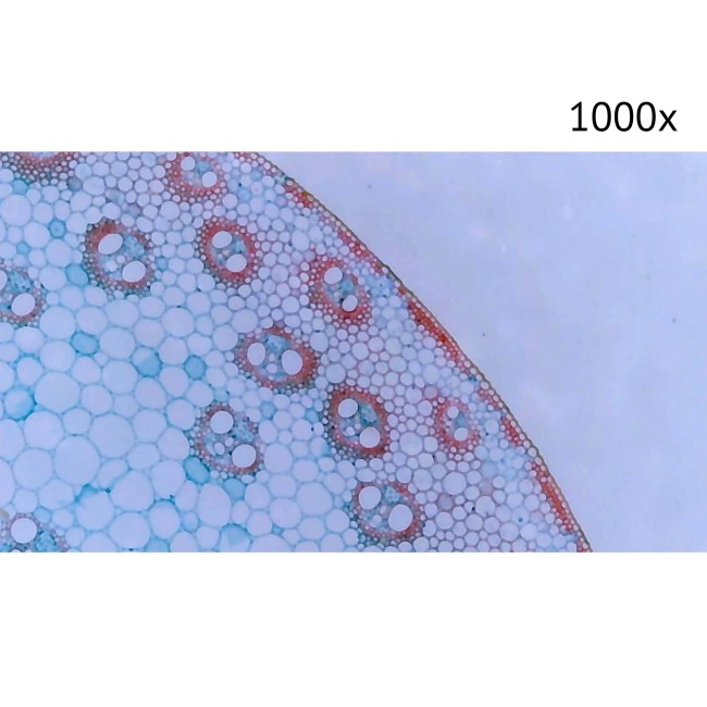 Цифровой микроскоп Микмед LCD 1000Х 2.0LB