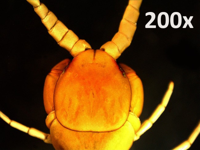 Портативный цифровой микроскоп Celestron Pro