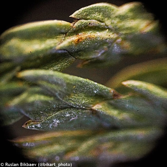 Микроскоп Levenhuk Rainbow D50L PLUS, 2 Мпикс, Moonstone\Лунный камень