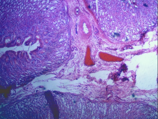 Цифровая камера Celestron для микроскопов HD 5 Мп