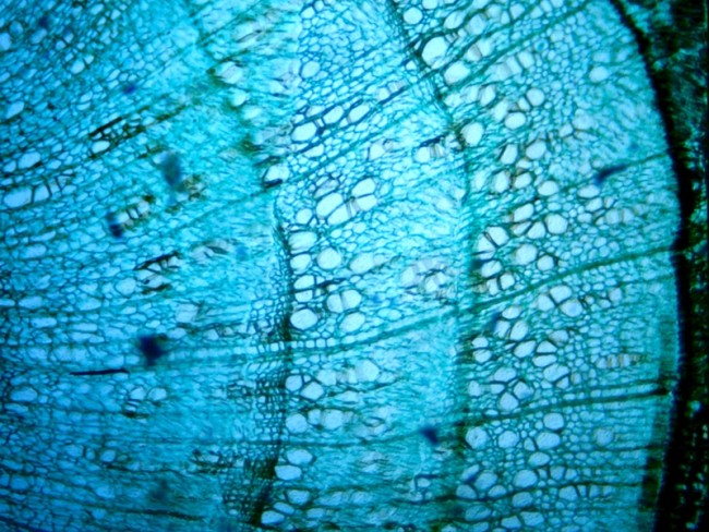 Цифровая камера Celestron для микроскопов HD 5 Мп